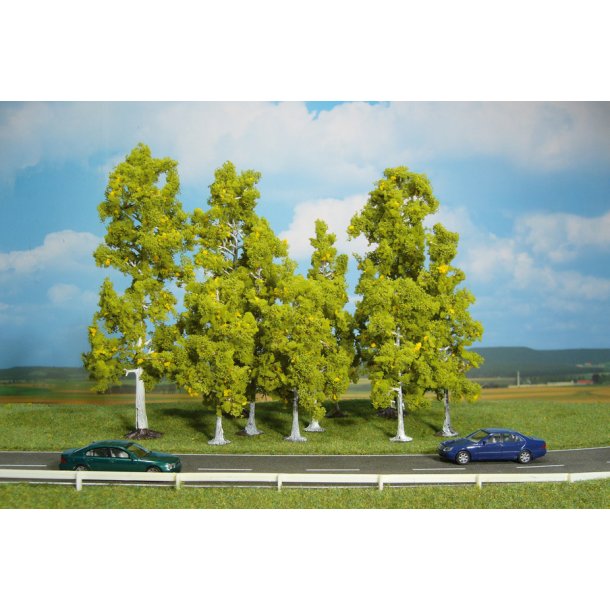 10 stk. Store birketræer 10-18 cm